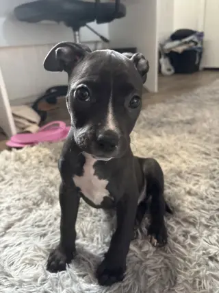 Lilly