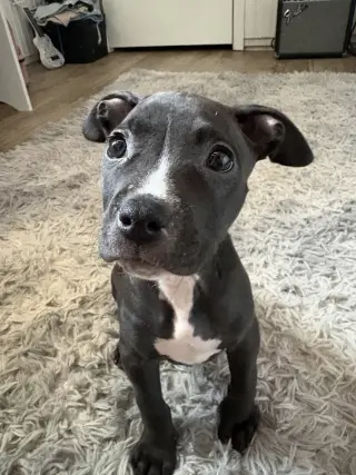 Lilly