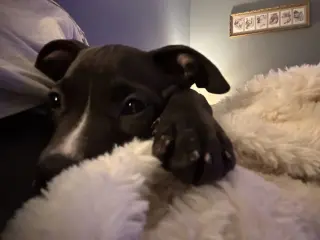 Lilly