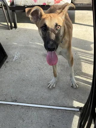 Clyde