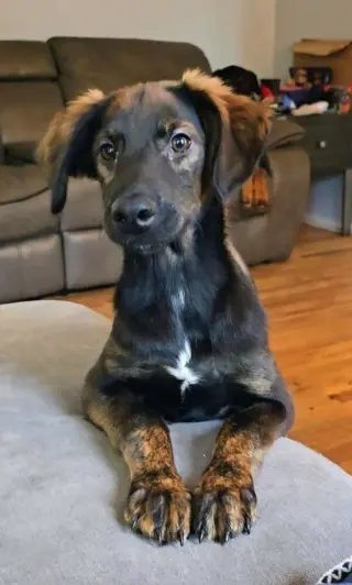 Frankie