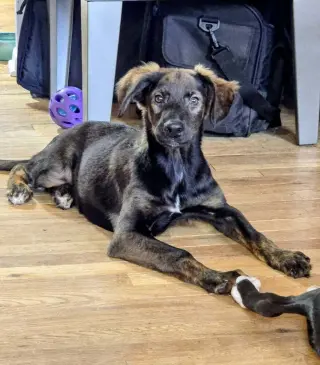 Frankie