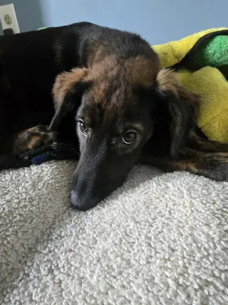 Frankie