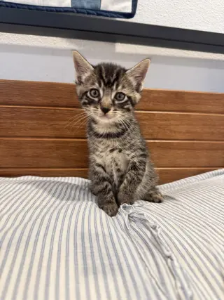 Striker