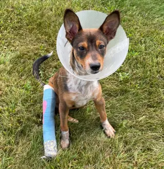 Jake - Sponsored - Reduced Adoption Fee