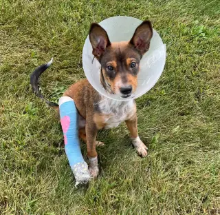 Jake - Sponsored - Reduced Adoption Fee