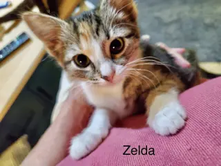 Holgans : Zelda