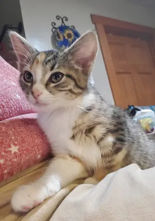 Holgans : Zelda