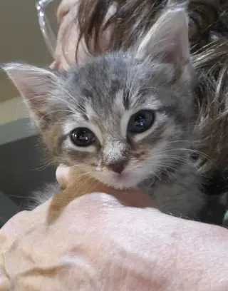 Holgans : Dickens