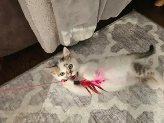 Stitch (aka Corkscrew)