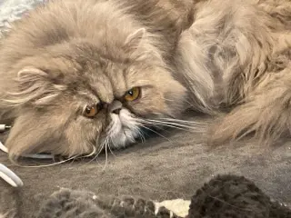 Jolene