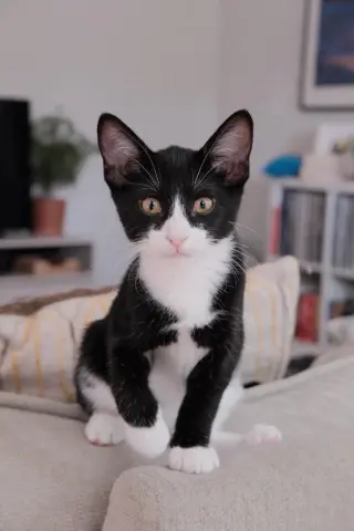 Monty