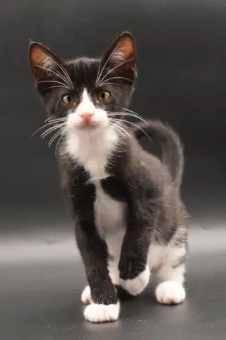 Monty