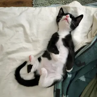Monty