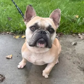 Prince