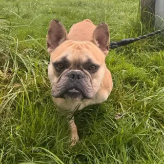 Prince