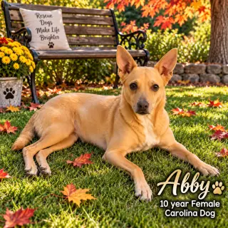 ABBY – 10 YEAR FEMALE CAROLINA DOG