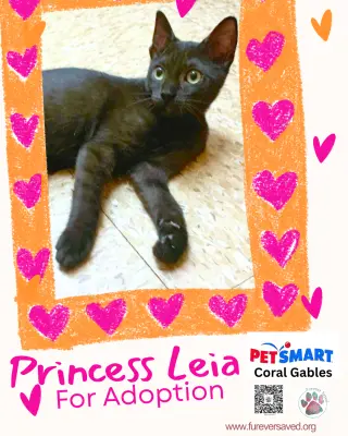 Princess Leia