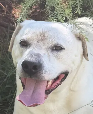 Milo
