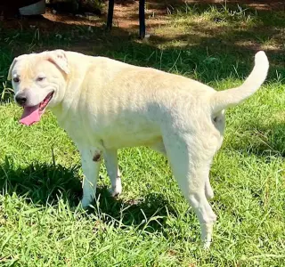Milo
