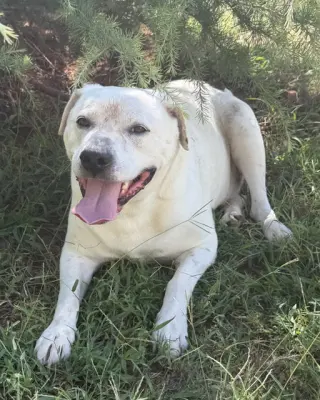 Milo