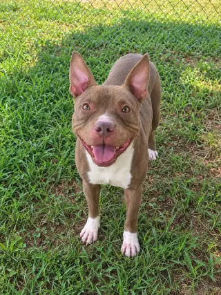 Maeve