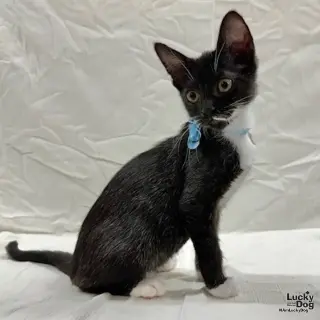 Loki