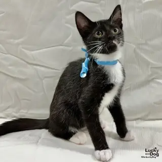 Loki
