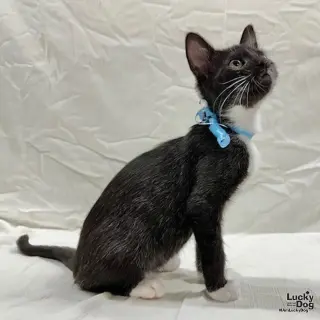 Loki