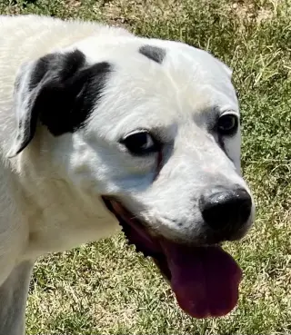 Bo