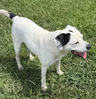 Bo