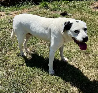 Bo
