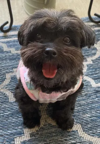 Dolly