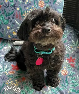 Dolly