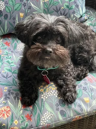 Dolly
