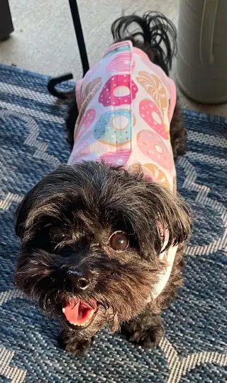 Dolly