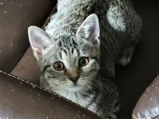 Piper