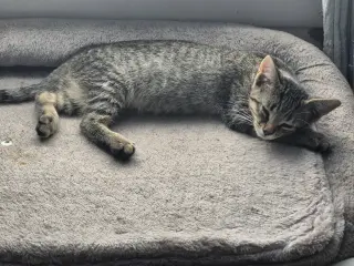 Piper