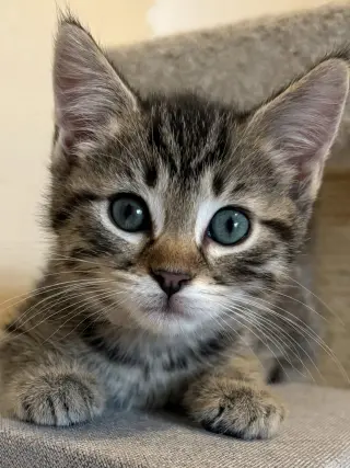 Topanga