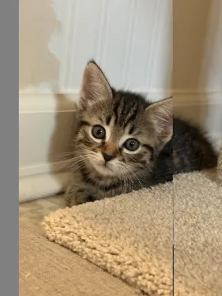 Topanga