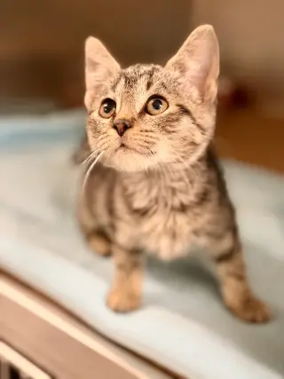 Toffee