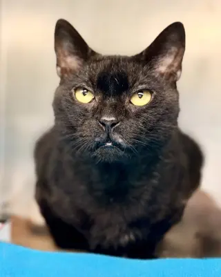 Logan