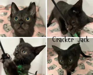 Cracker Jack