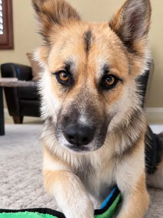 Atzi (Courtesy Post) Adopt Me!