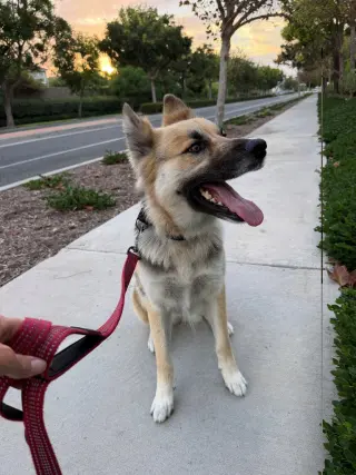 Atzi (Courtesy Post) Adopt Me!
