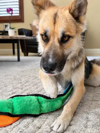 Atzi (Courtesy Post) Adopt Me!