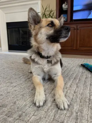 Atzi (Courtesy Post) Adopt Me!