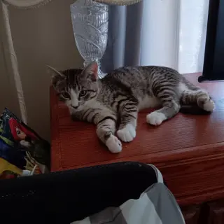 Snuggles