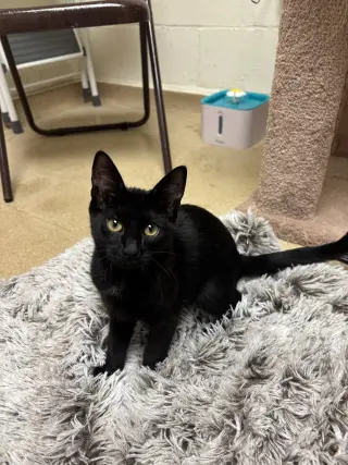 Marla