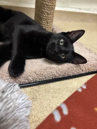 Marla